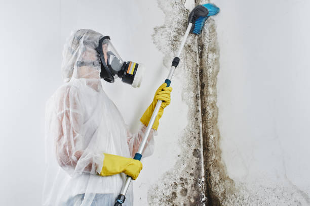 Certified Mold Removal in Lake Forest, IL