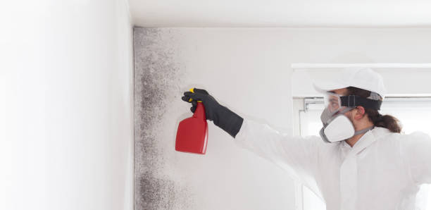Best Commercial Mold Removal  in Lake Forest, IL