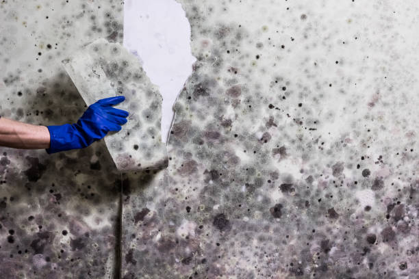 Best Mold Testing  in Lake Forest, IL