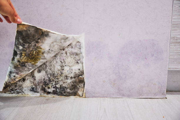Attic Mold Removal in Lake Forest, IL